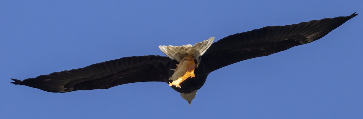 Bald Eagle - ML616678784