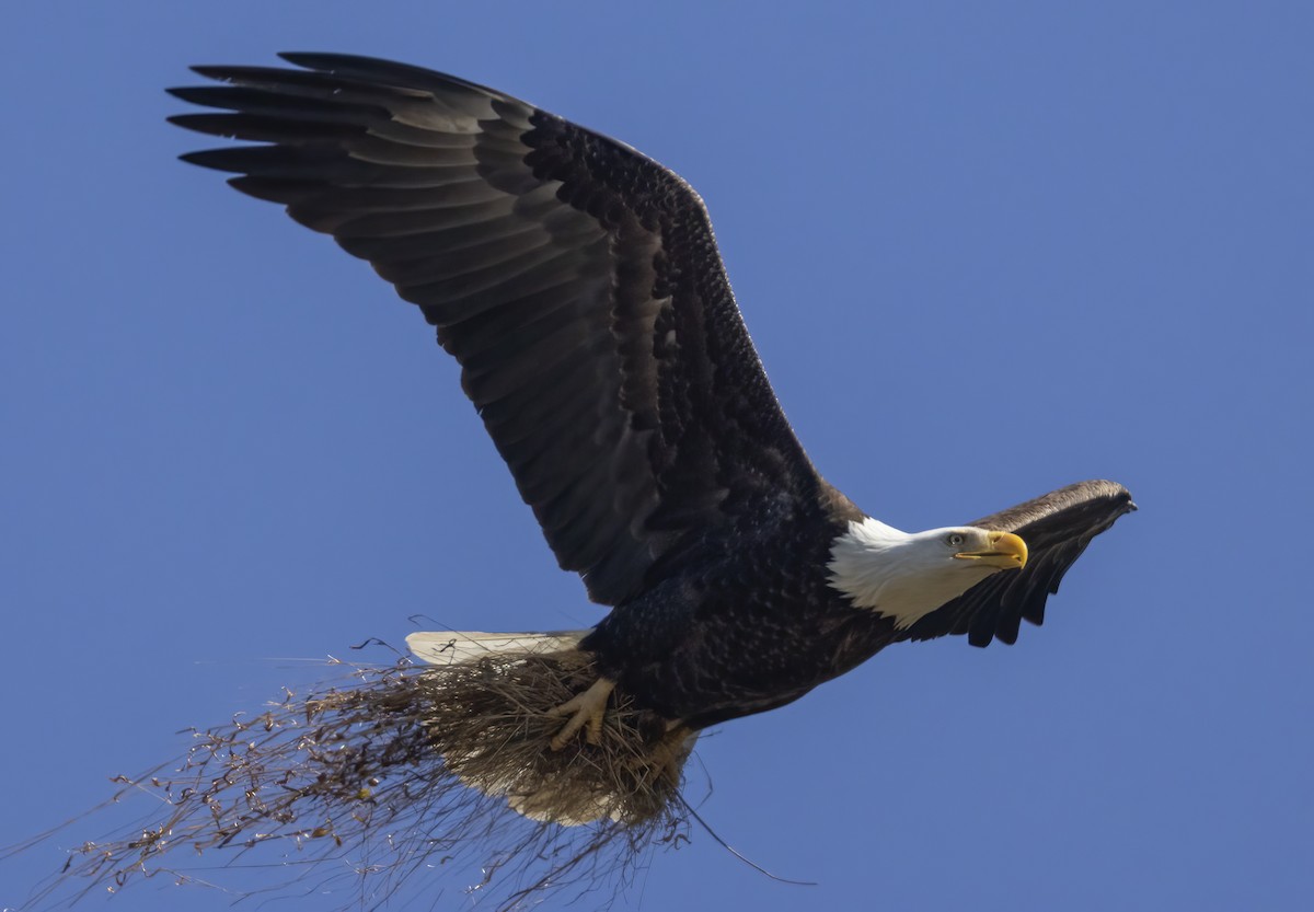 Bald Eagle - ML616678786