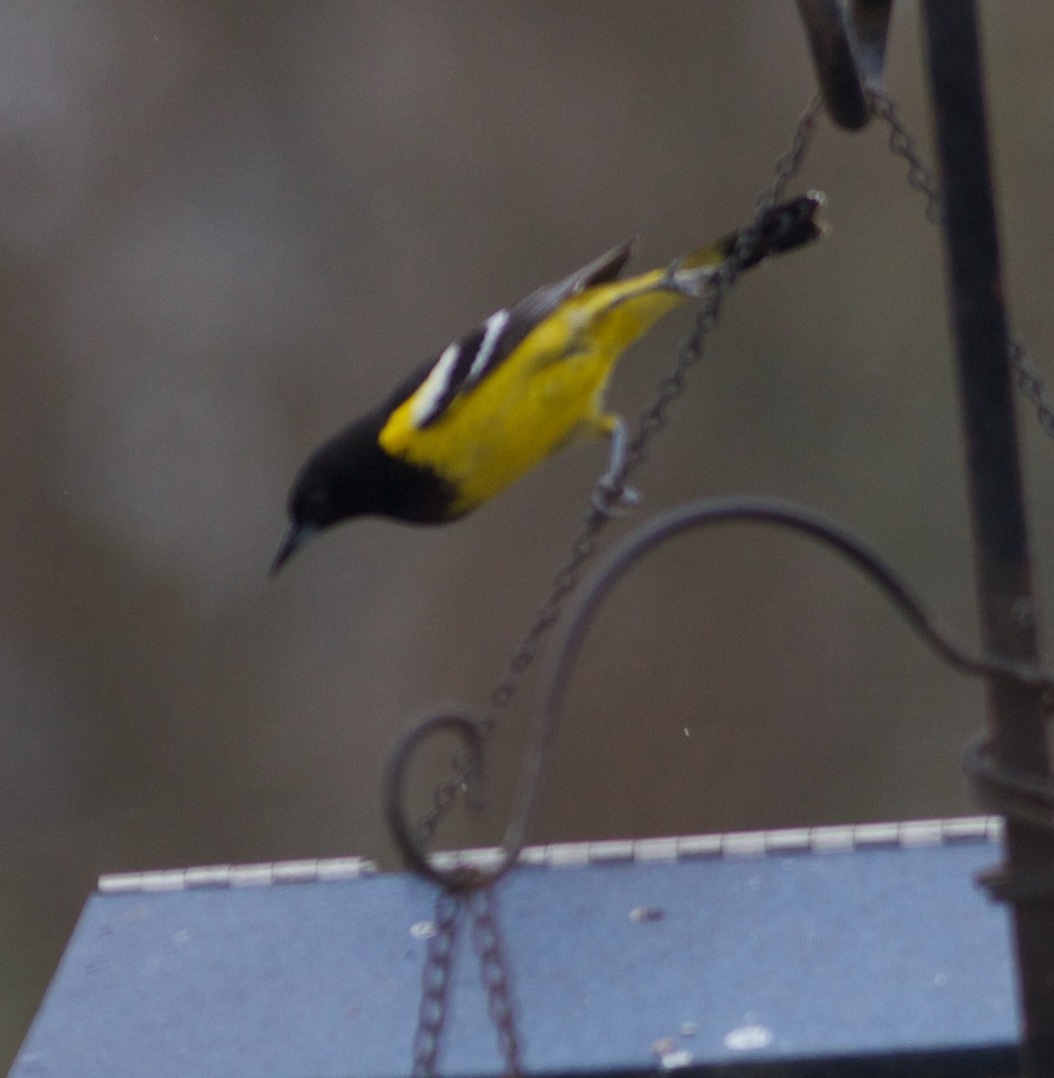 Oriole jaune-verdâtre - ML616678787