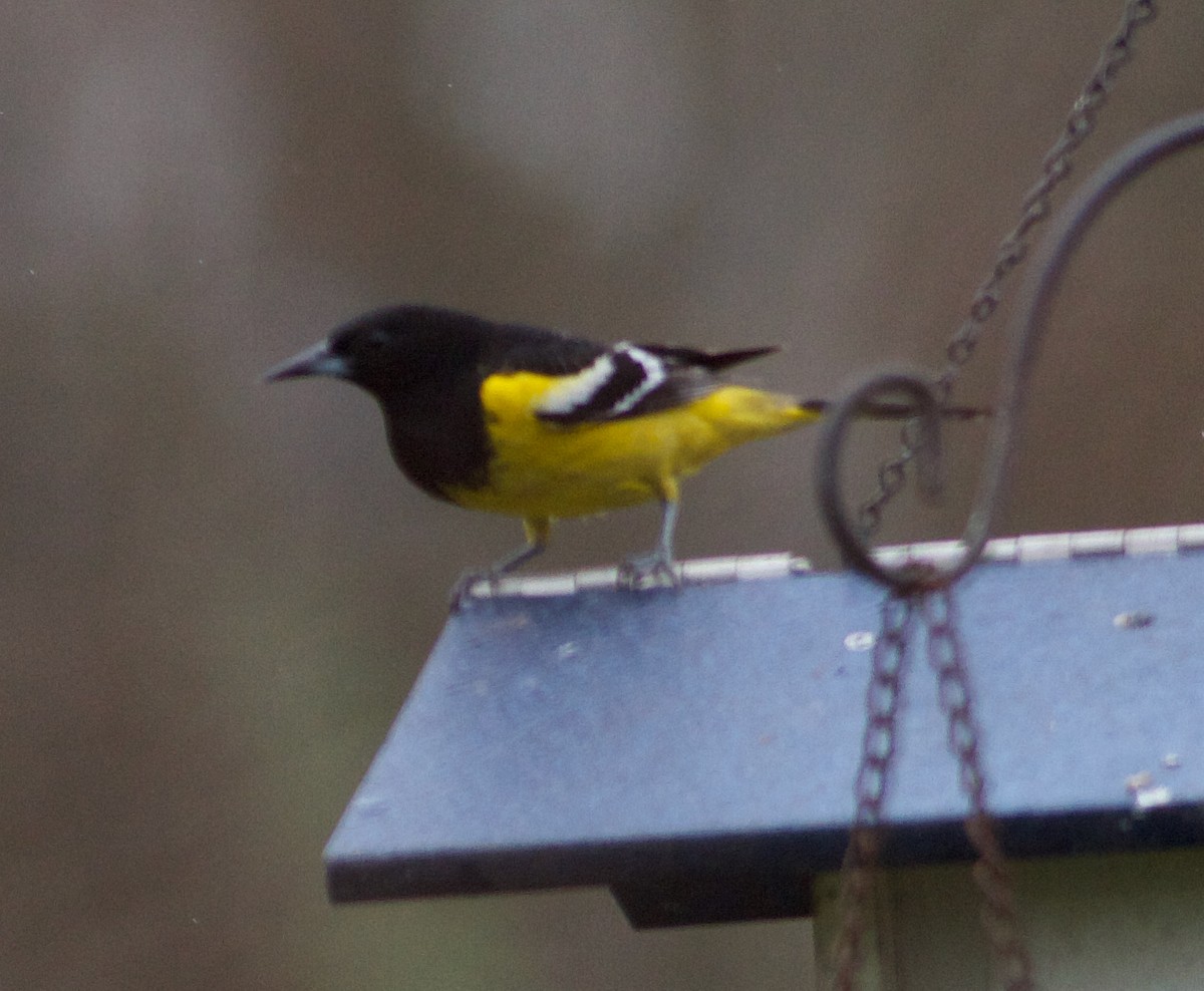 Oriole jaune-verdâtre - ML616678788