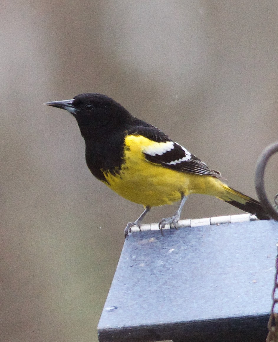 Oriole jaune-verdâtre - ML616678790