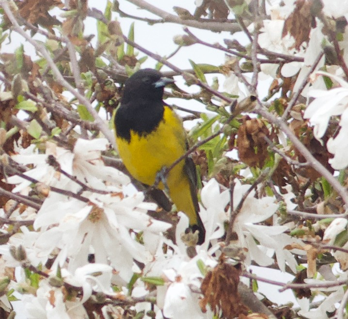 Oriole jaune-verdâtre - ML616678791