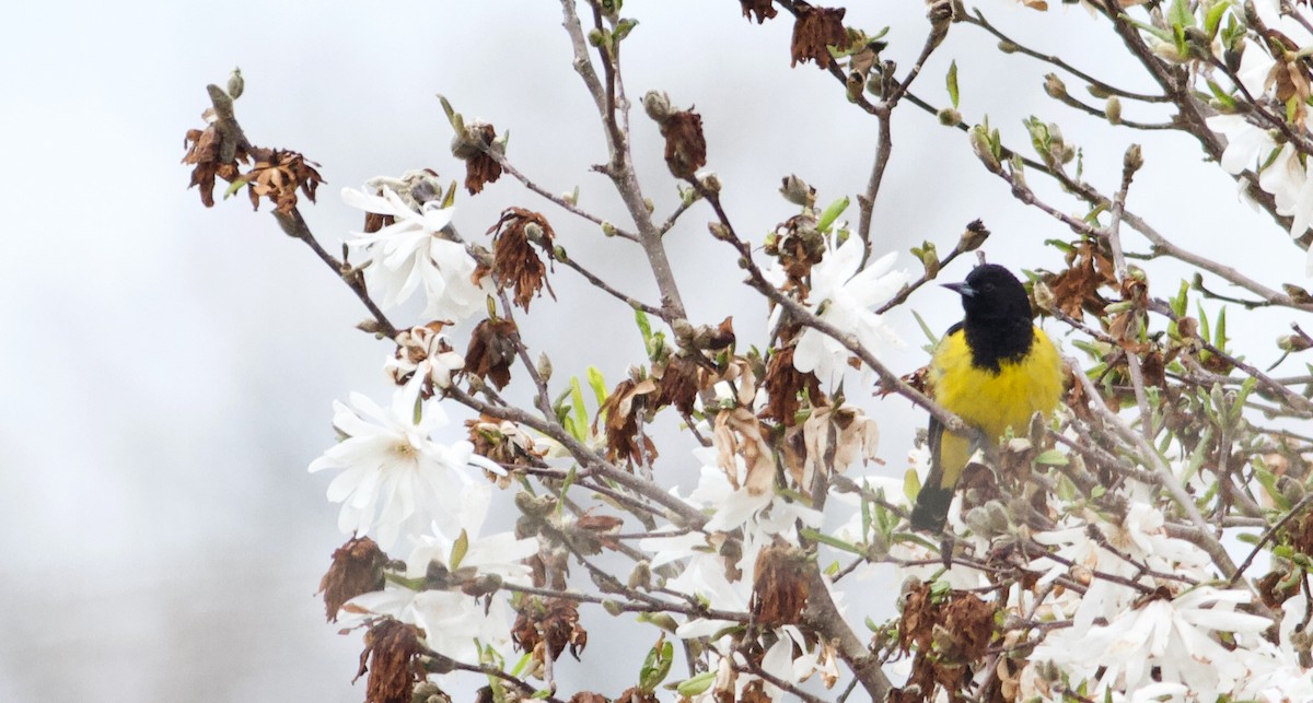 Oriole jaune-verdâtre - ML616678792