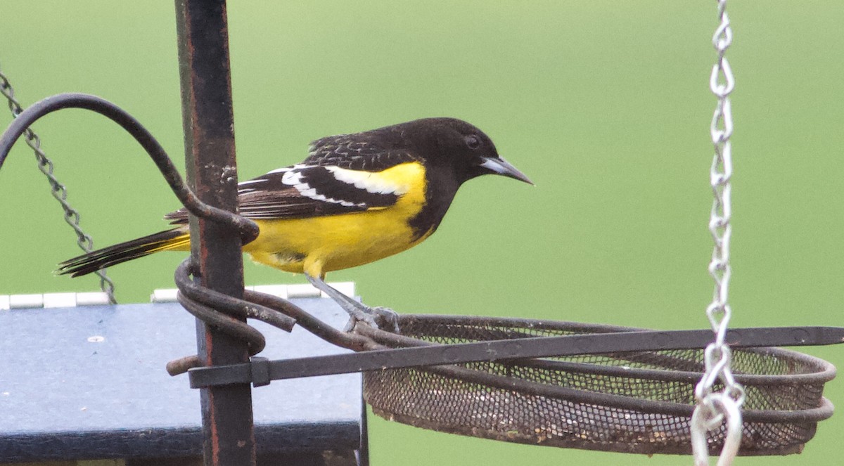 Scott's Oriole - ML616678793