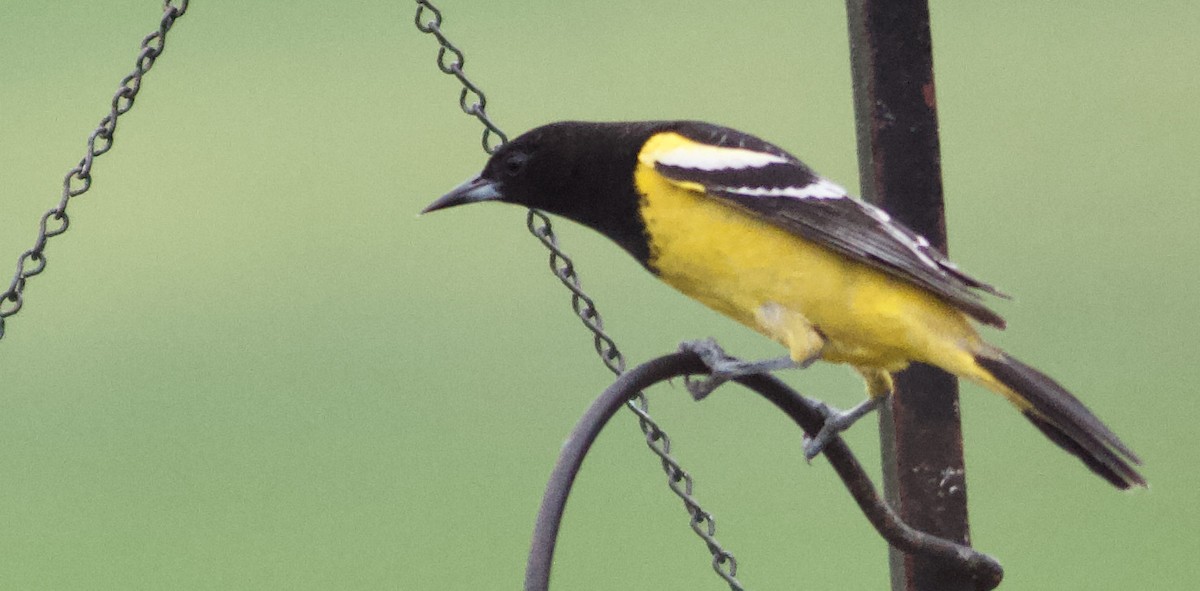 Scott's Oriole - ML616678798