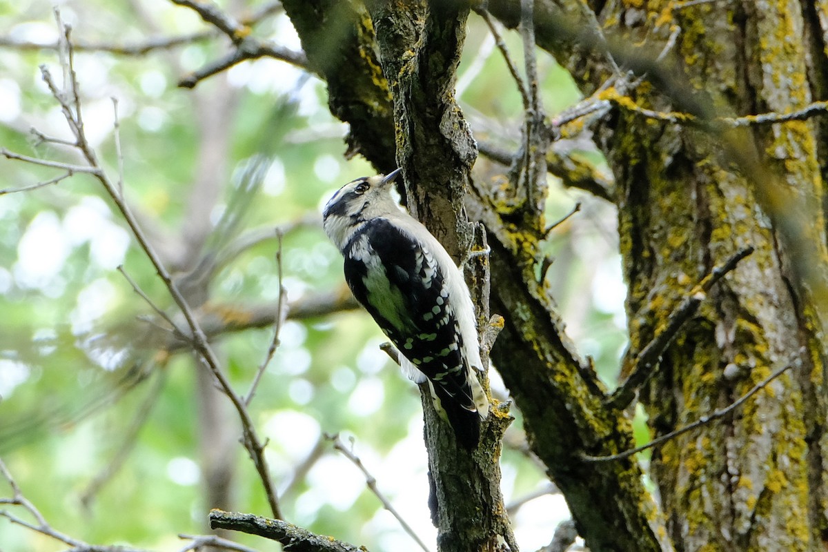 Downy Woodpecker - Chris Ratzlaff