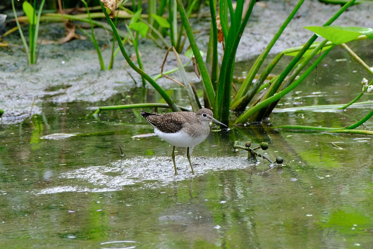 Solitary Sandpiper - ML616678887