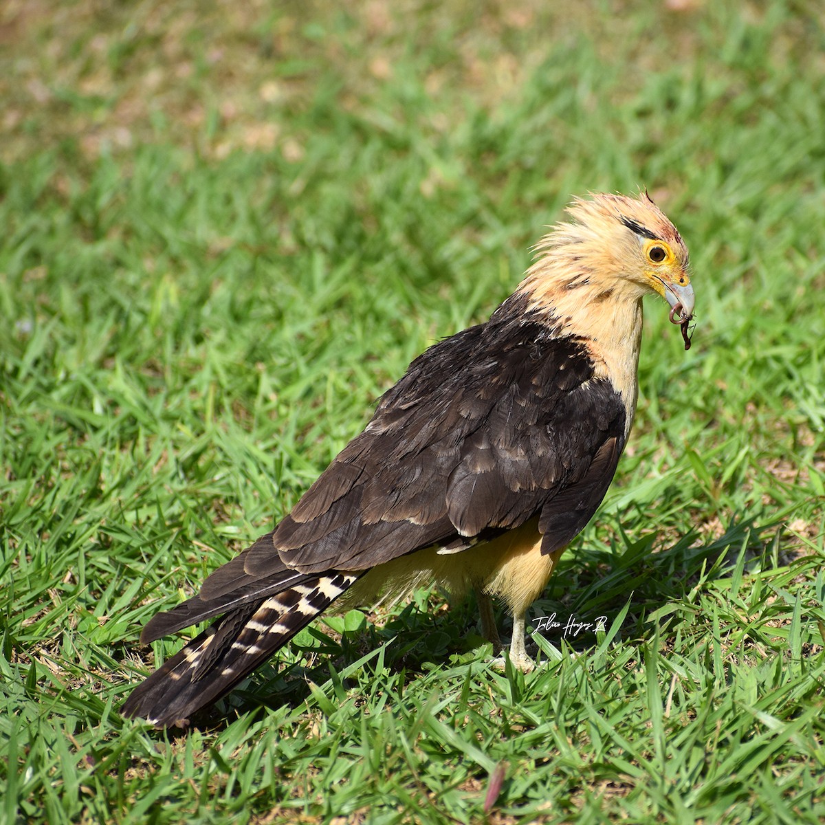 Yellow-headed Caracara - ML616678888