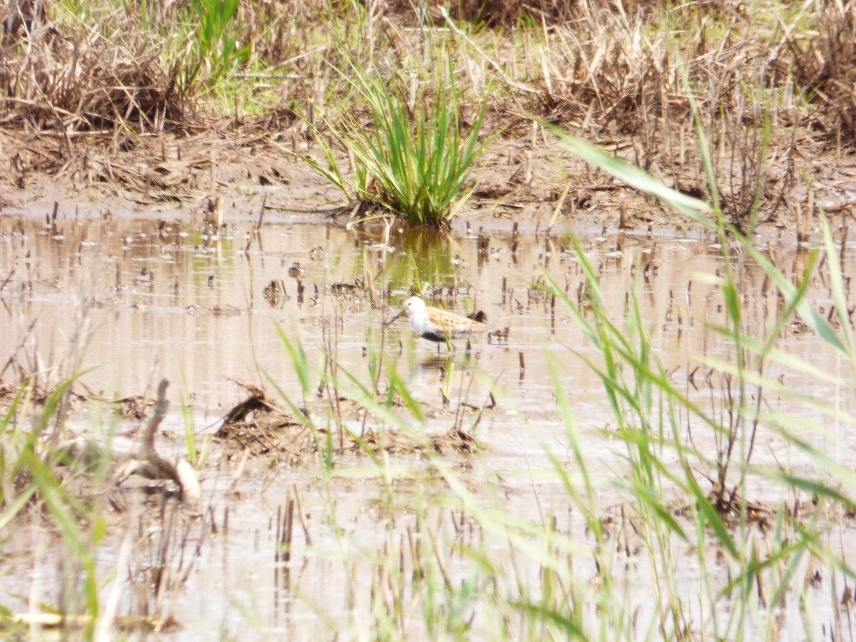 Dunlin - ML61667891