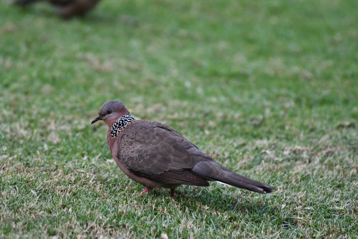 Spotted Dove - ML616678924