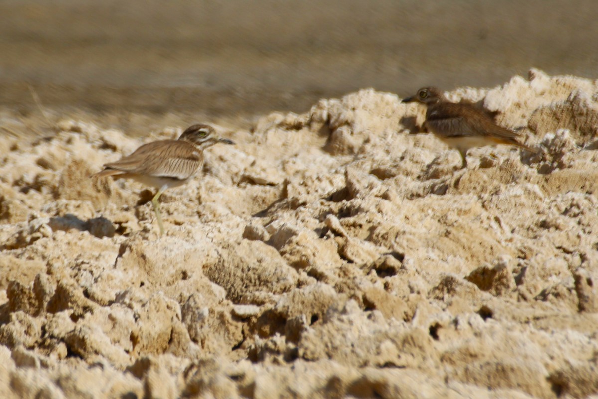 Senegal Thick-knee - ML616679009