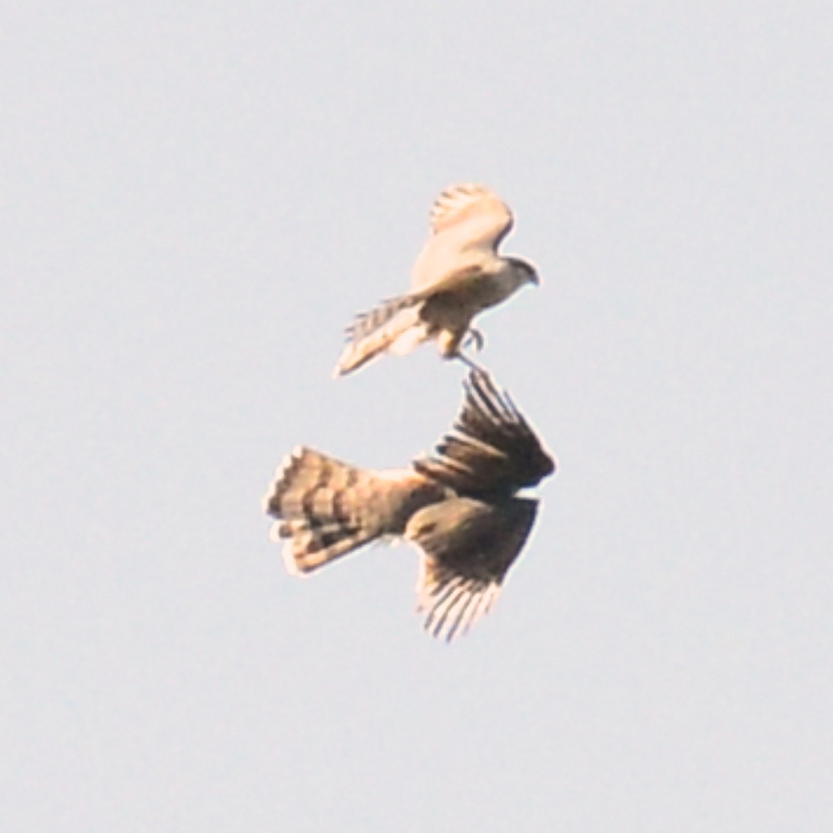 Cooper's Hawk - ML616679042