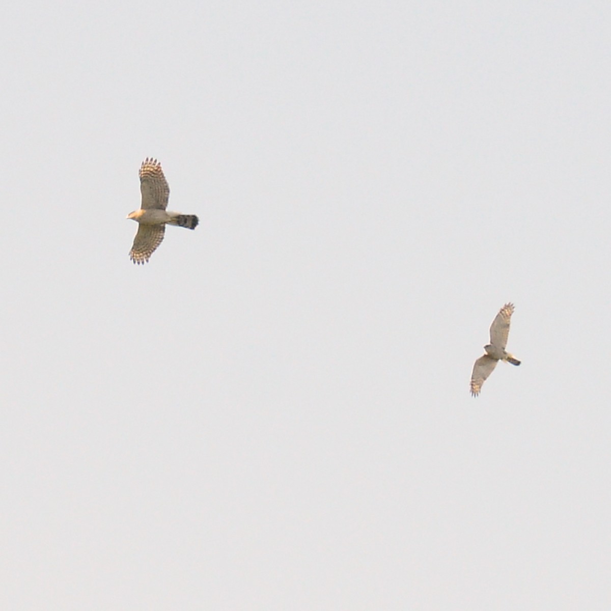 Cooper's Hawk - ML616679046