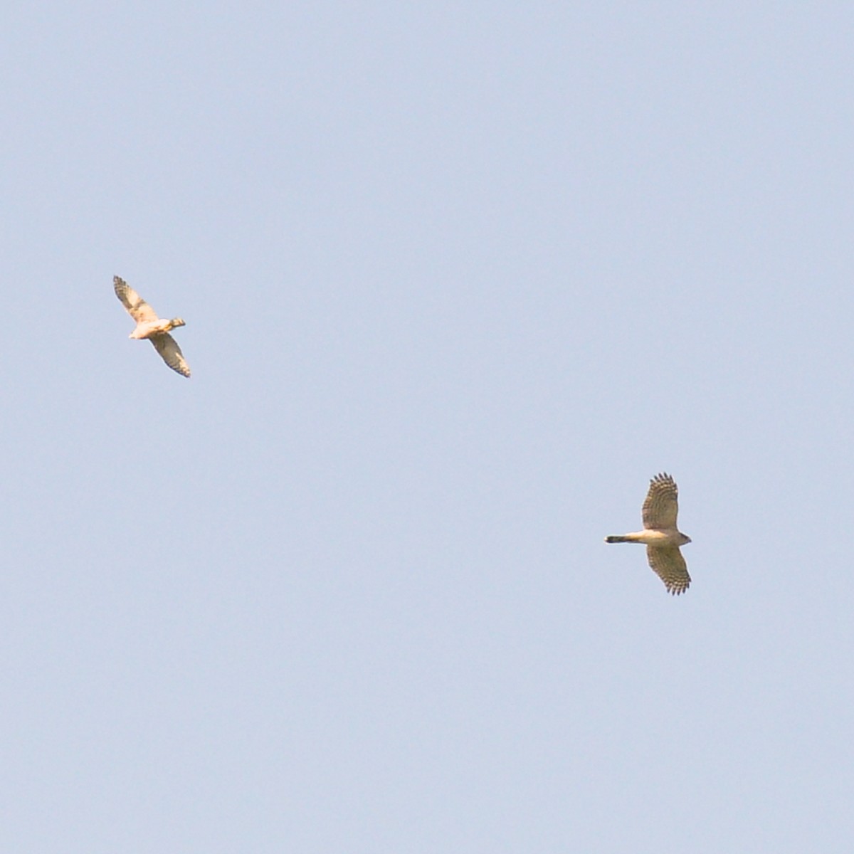 Cooper's Hawk - ML616679047