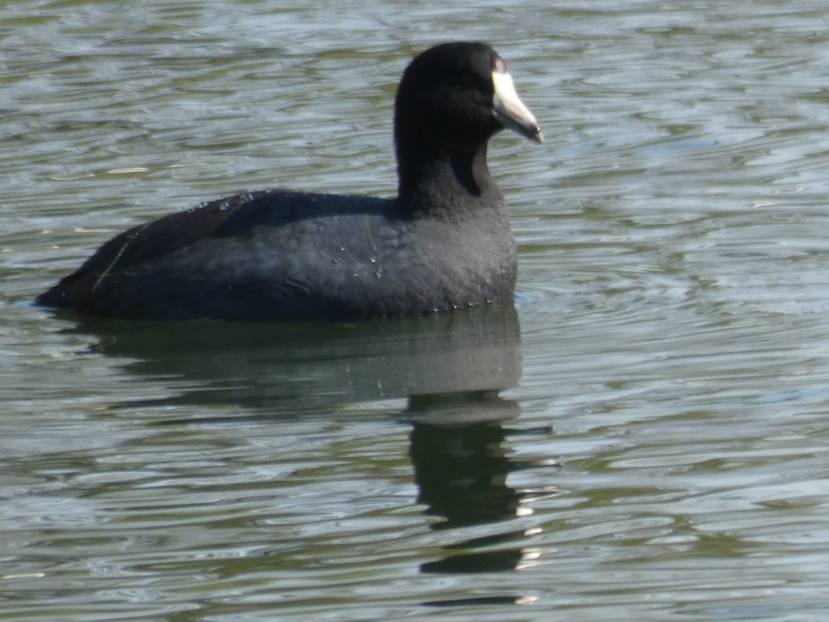 American Coot - Patrick Baines