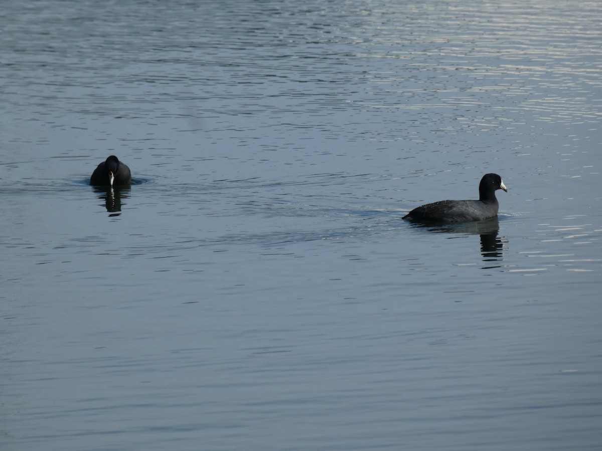 American Coot - Patrick Baines