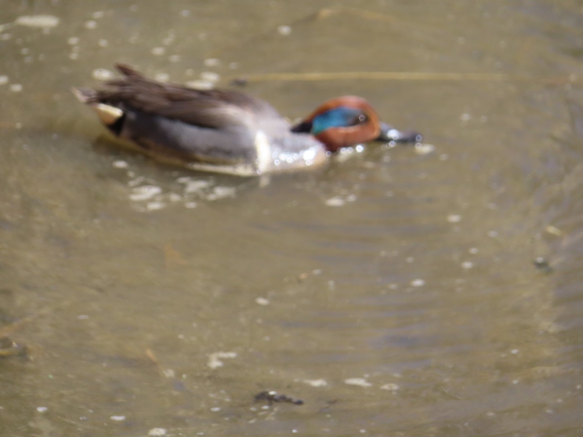 Green-winged Teal - ML616679116