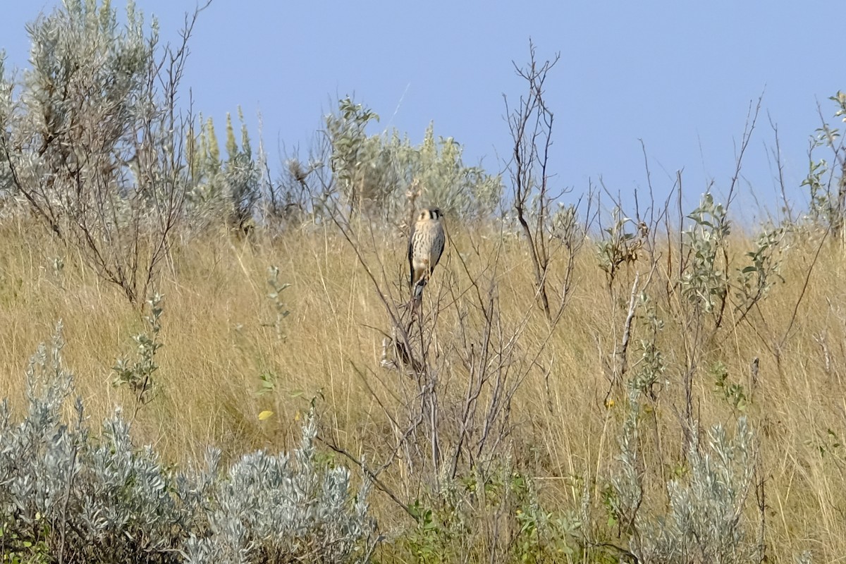 American Kestrel - ML616679186