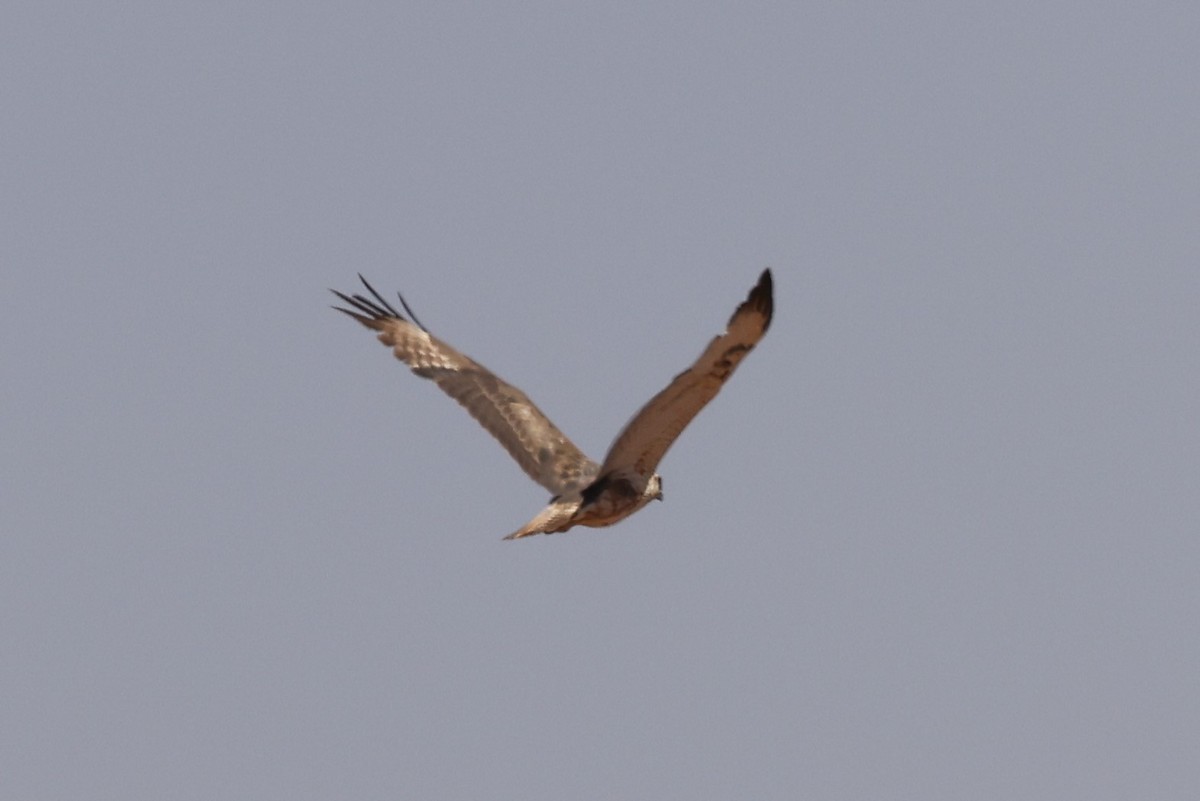 Long-legged Buzzard (Atlas) - ML616679198