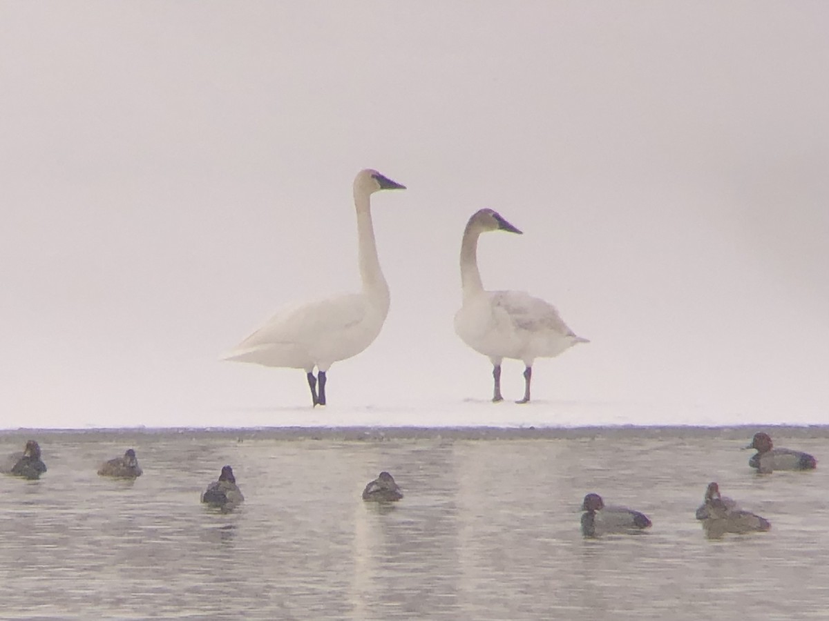 Trumpeter Swan - ML616679212