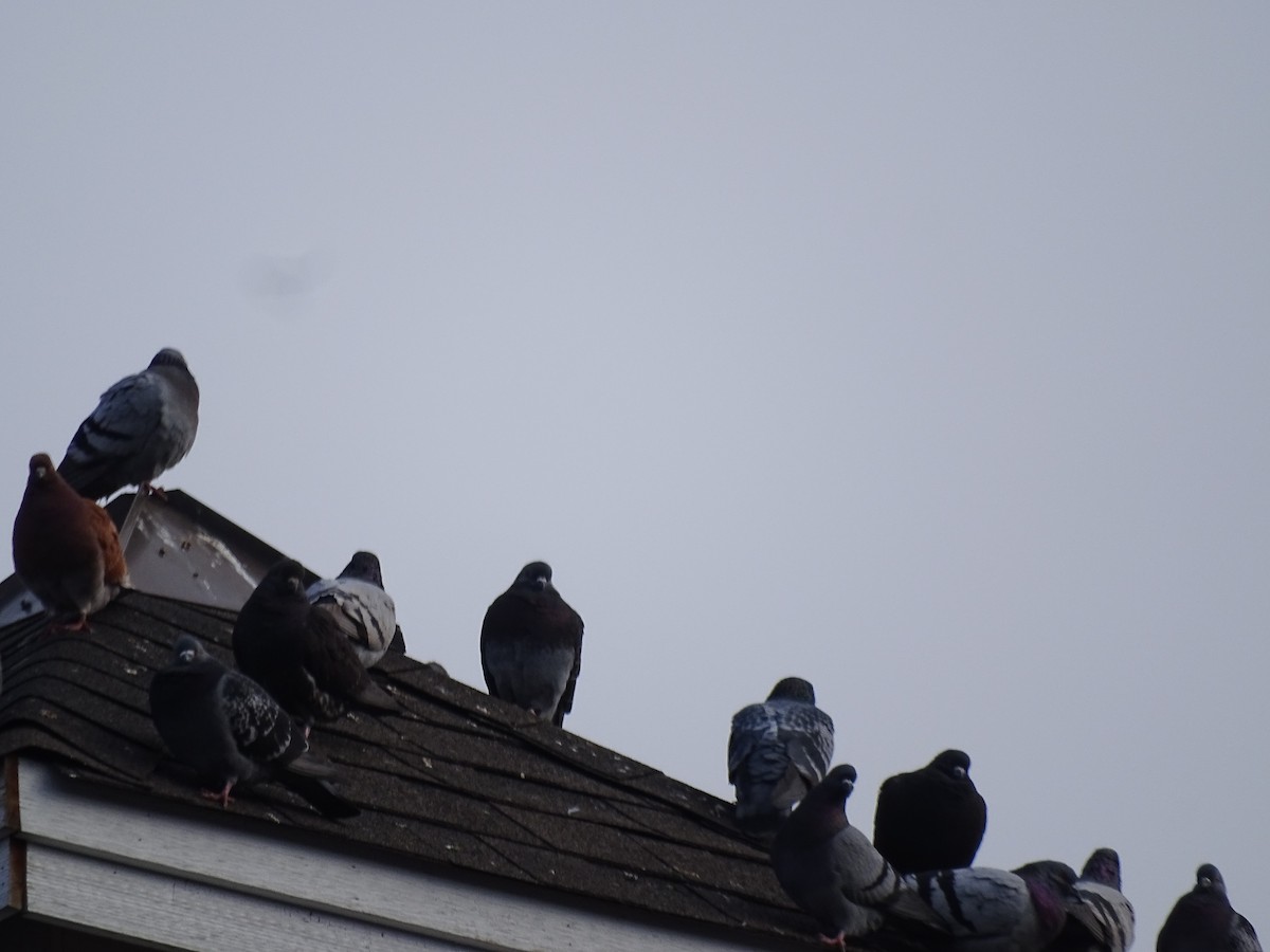 Rock Pigeon (Feral Pigeon) - ML616679215