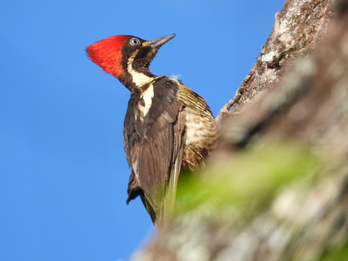 Lineated Woodpecker - Thomas Schultz