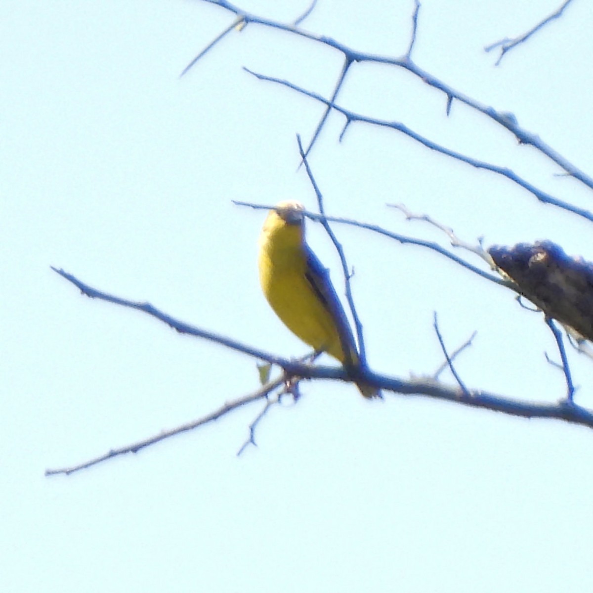 Brimstone Canary - ML616679252