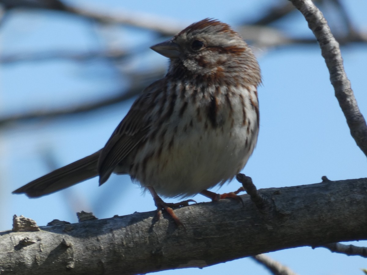 Song Sparrow - ML616679265