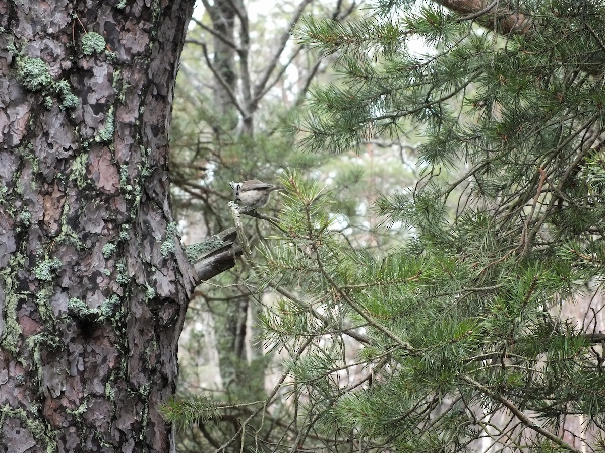 Crested Tit - ML616679294