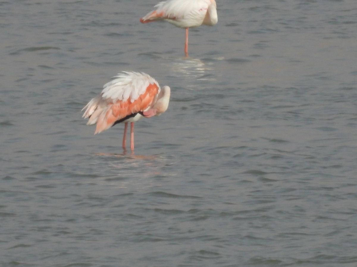 Flamingo - ML616679302