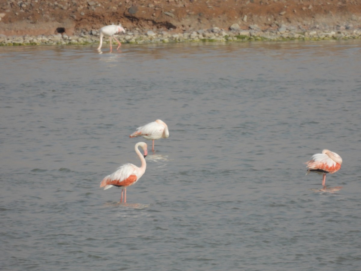 Flamant rose - ML616679303