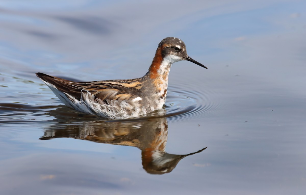 Red-necked Phalarope - Eric Mozas Casamayor