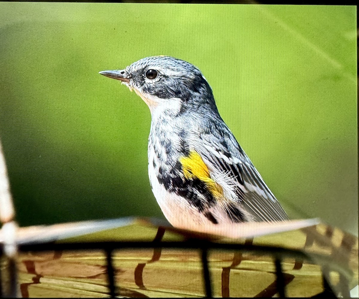 Пісняр-лісовик жовтогузий (підвид coronata) - ML616679361