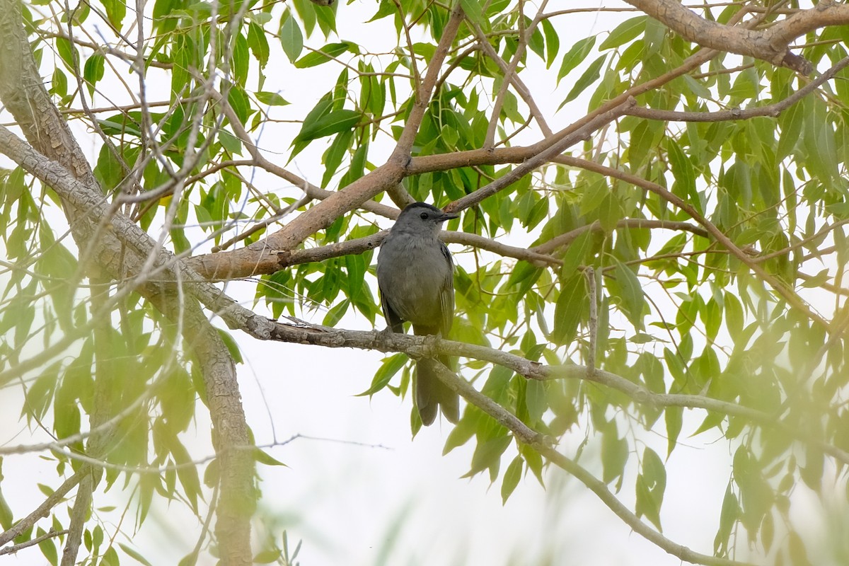 Pájaro Gato Gris - ML616679393