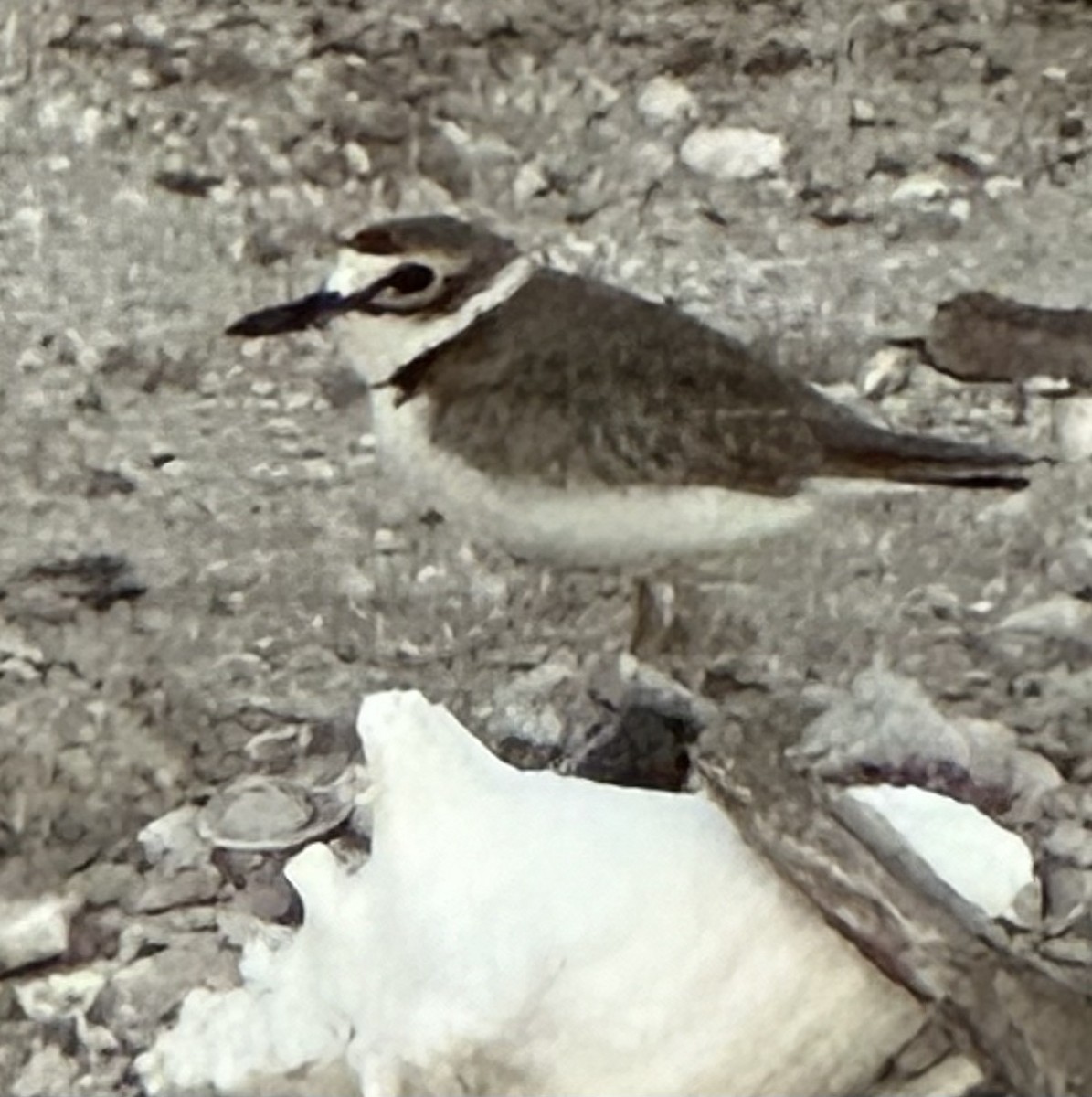 Wilson's Plover - ML616679395