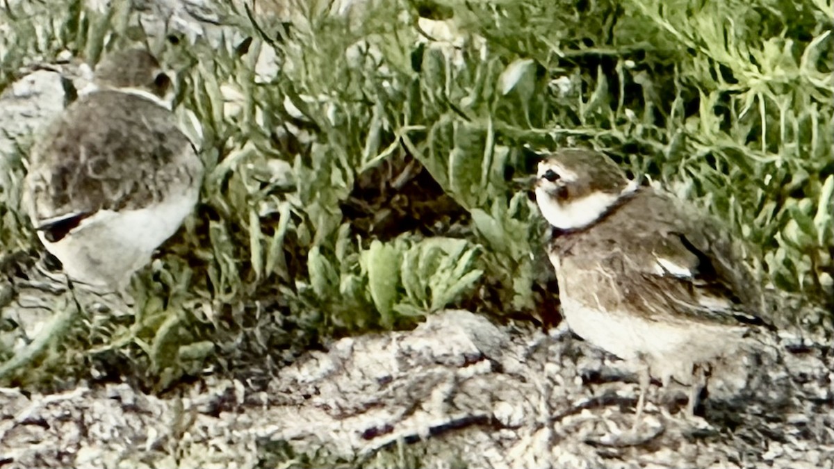 Wilson's Plover - Susan Lala