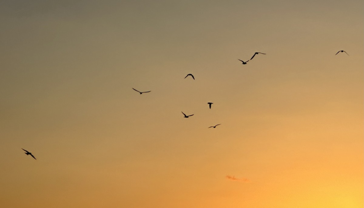 Least Tern - ML616679438