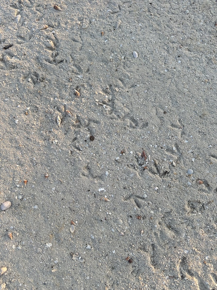 Least Tern - Susan Lala