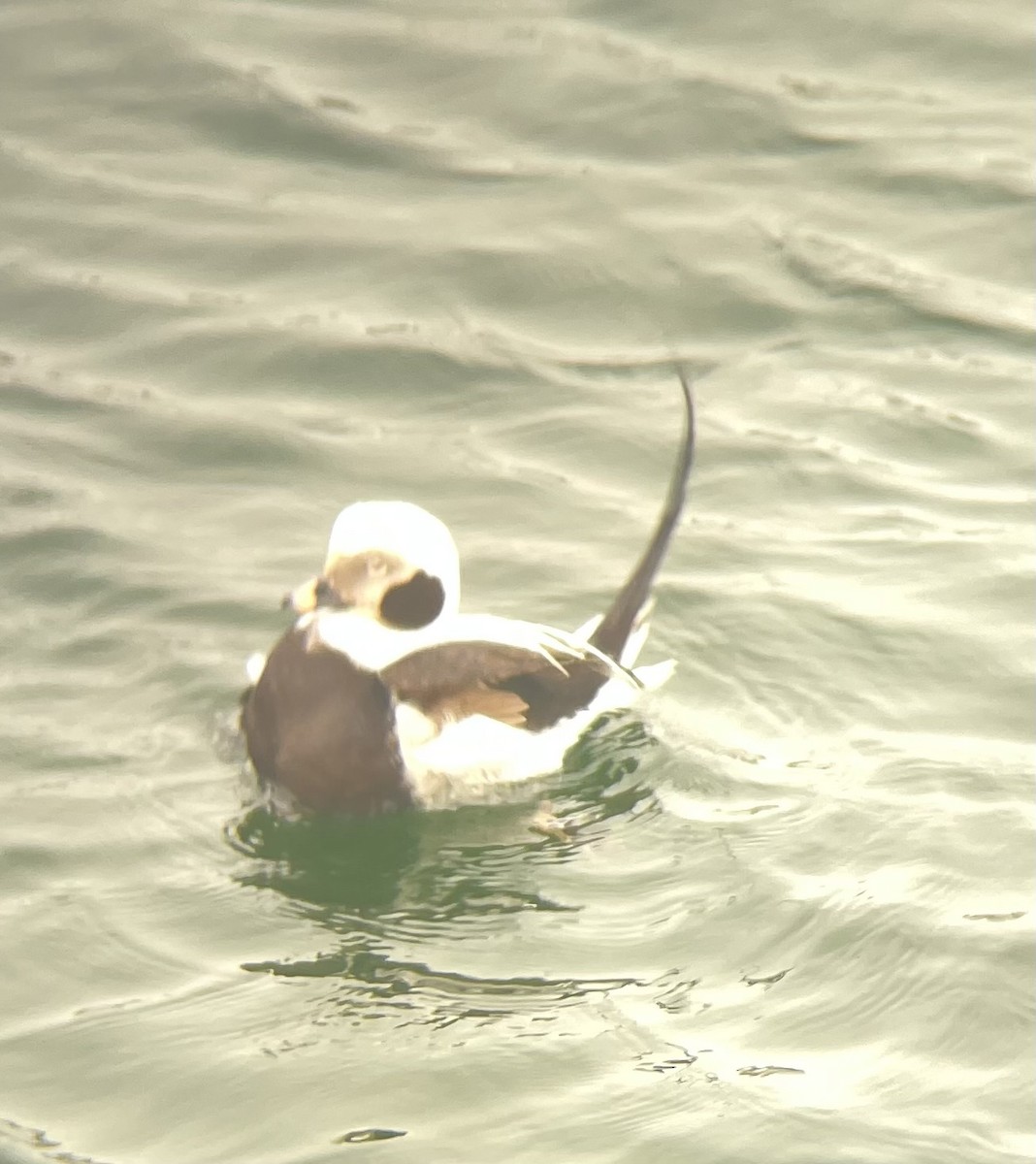 Long-tailed Duck - ML616679446