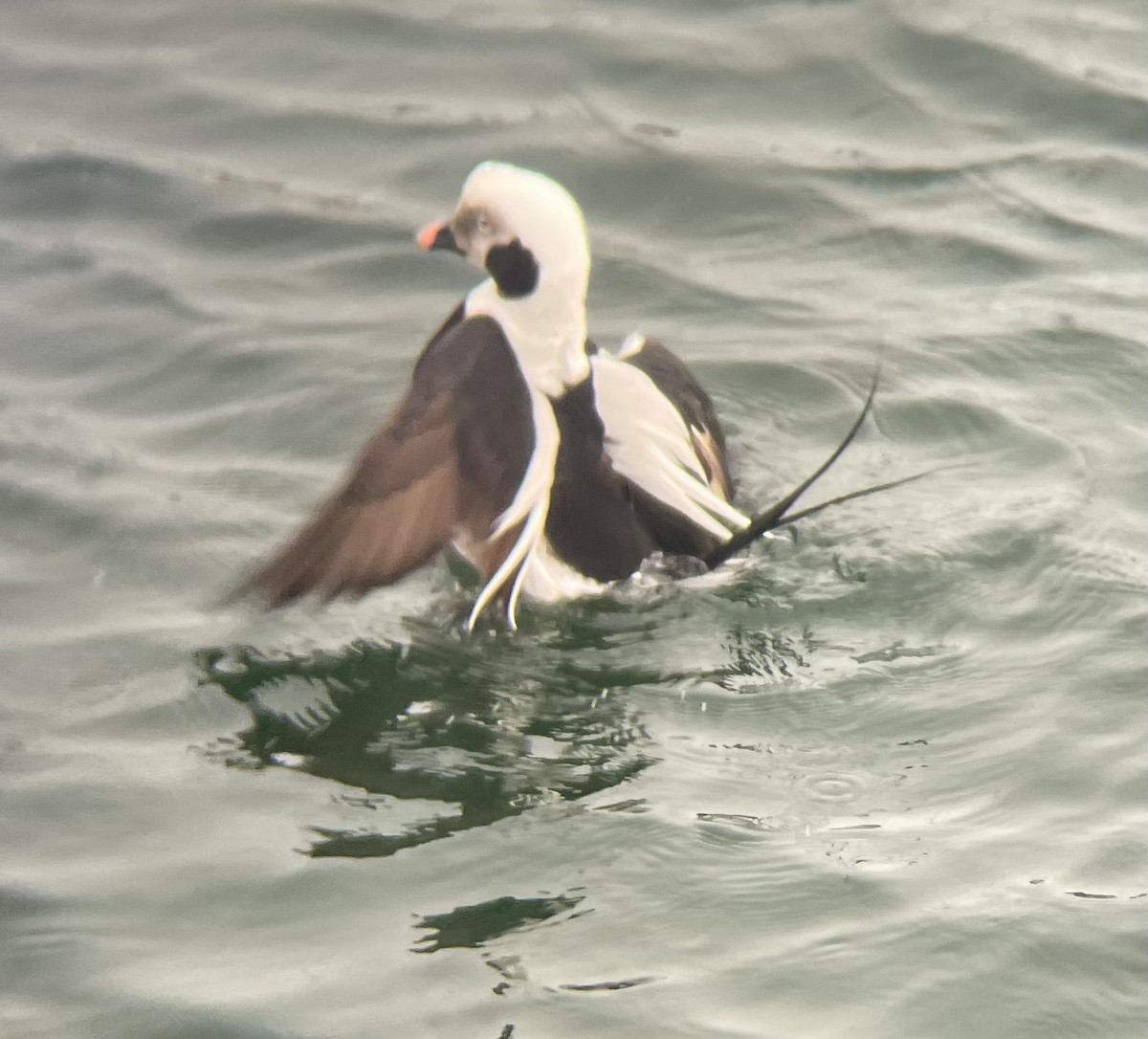 Long-tailed Duck - ML616679448