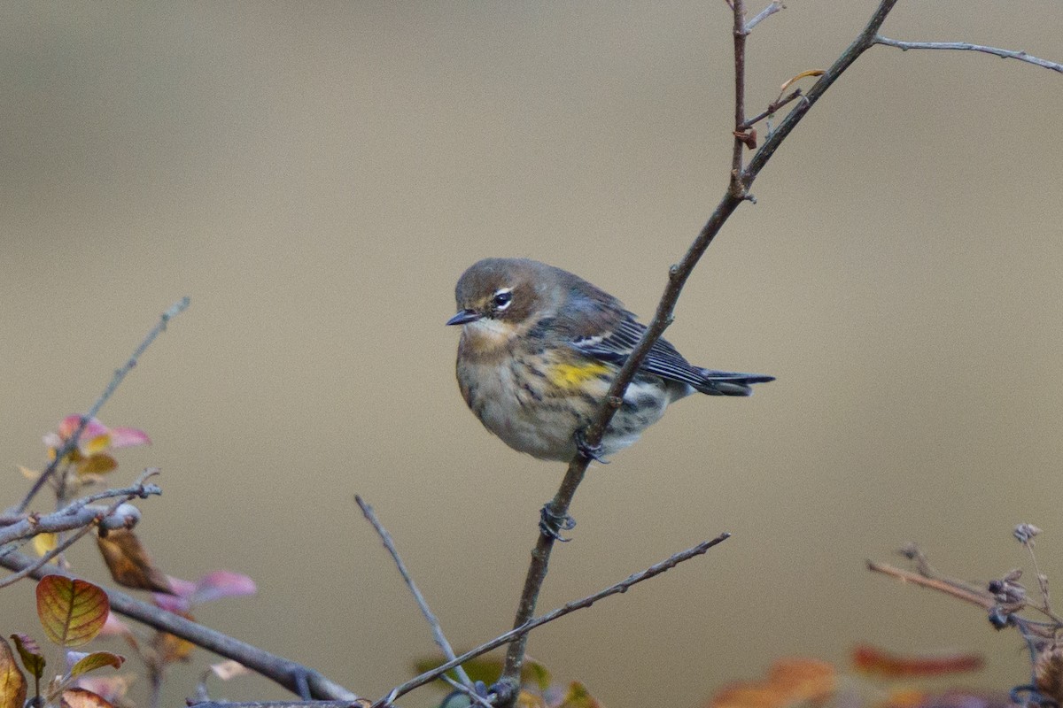 Yellow-rumped Warbler - ML616679451