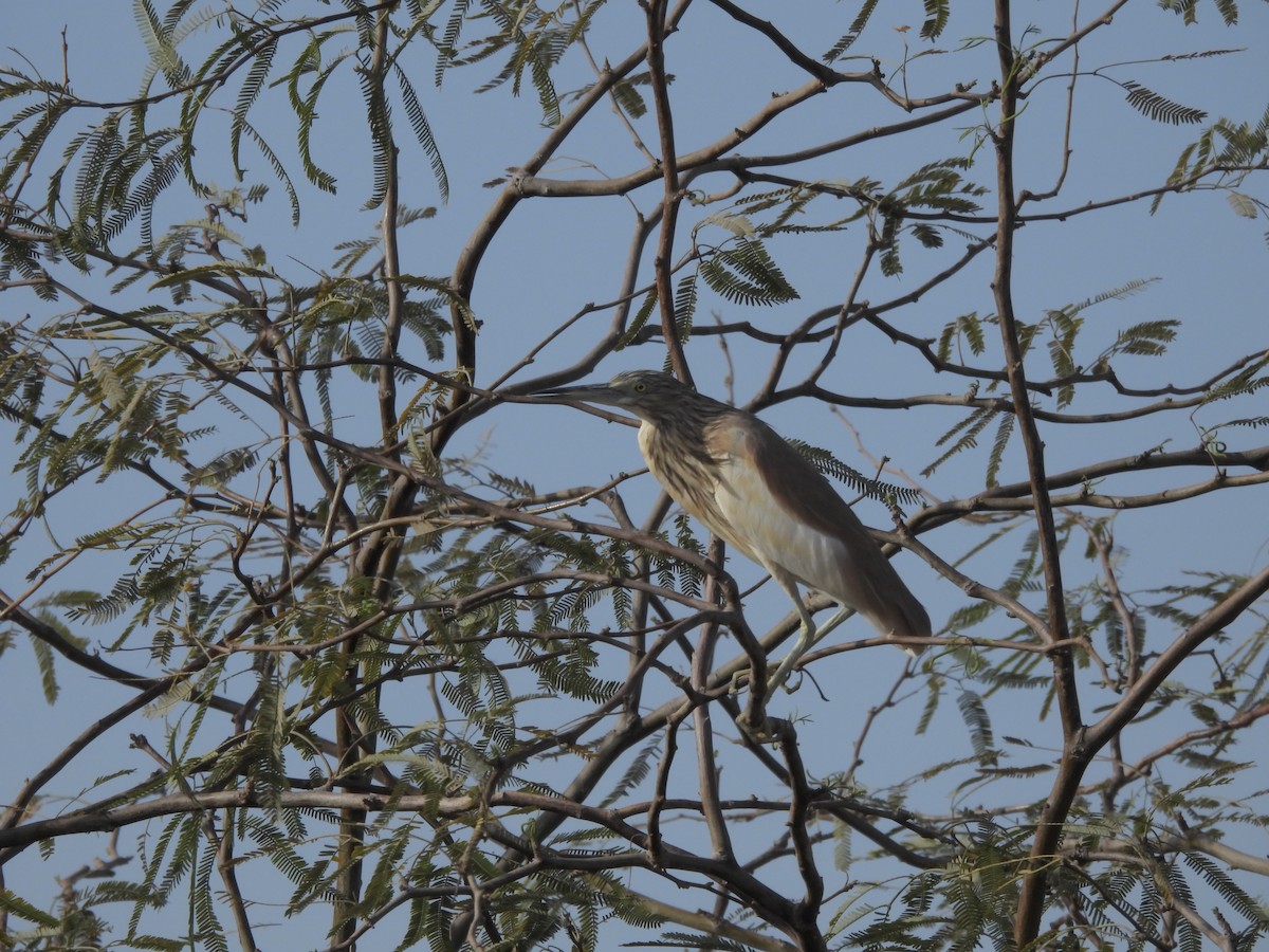 Squacco Heron - ML616679458