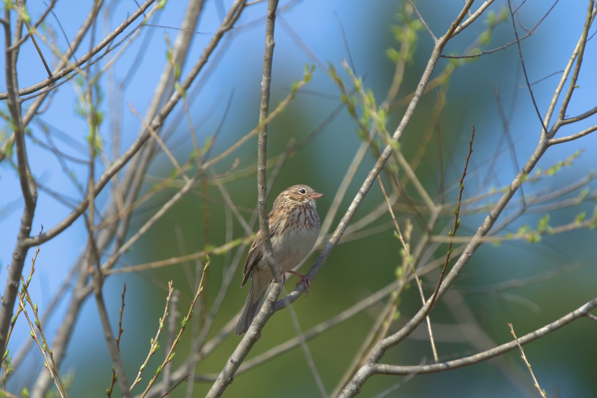 Vesper Sparrow - ML616679471