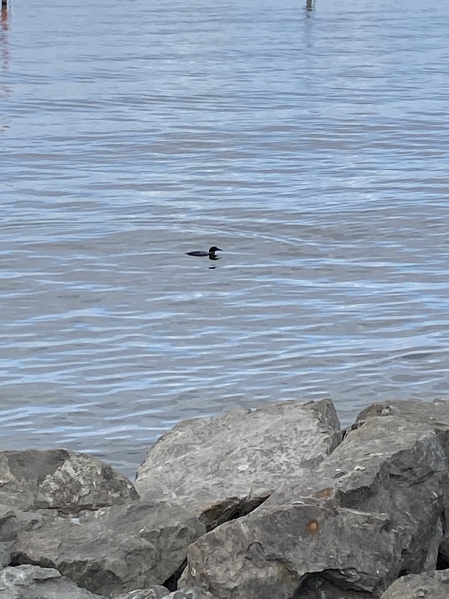 Common Loon - ML616679476