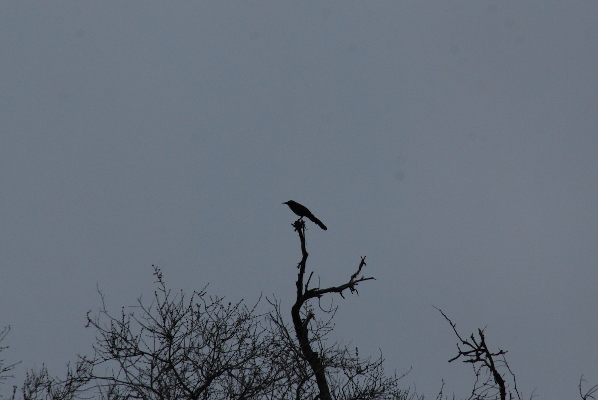 Great-tailed Grackle - ML616679492