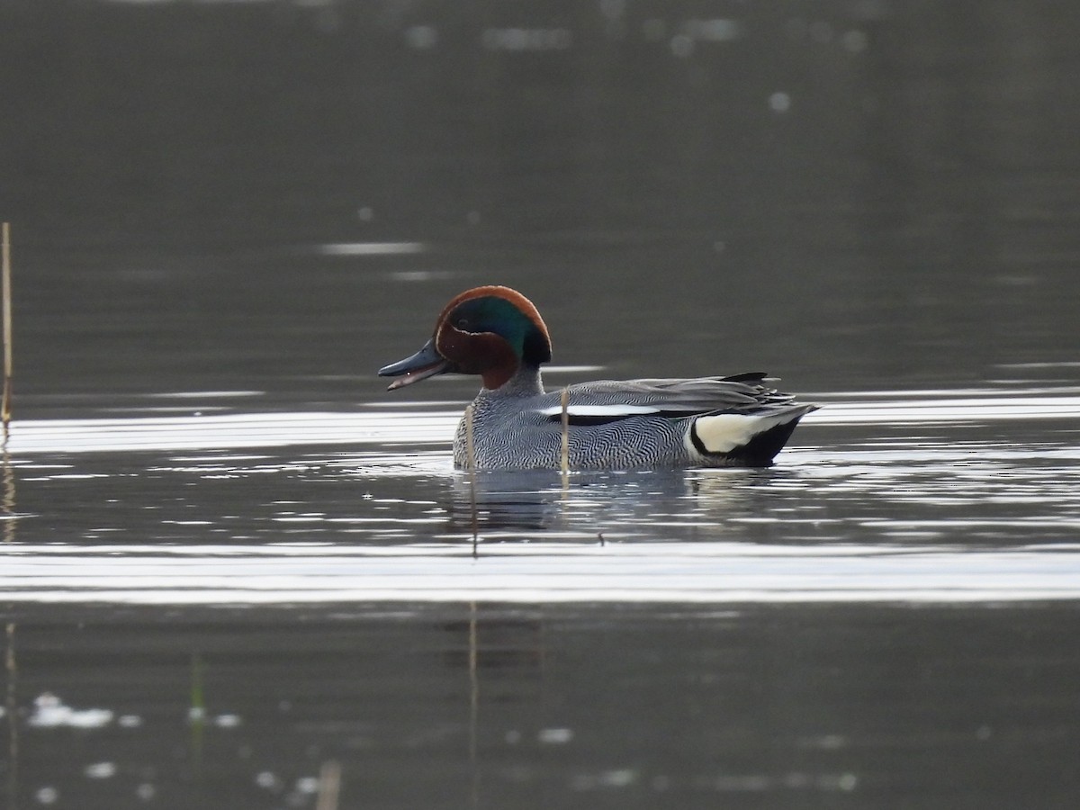 Green-winged Teal - Oier Frias