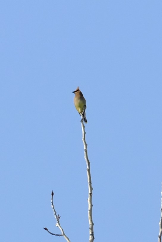 Cedar Waxwing - ML616679524