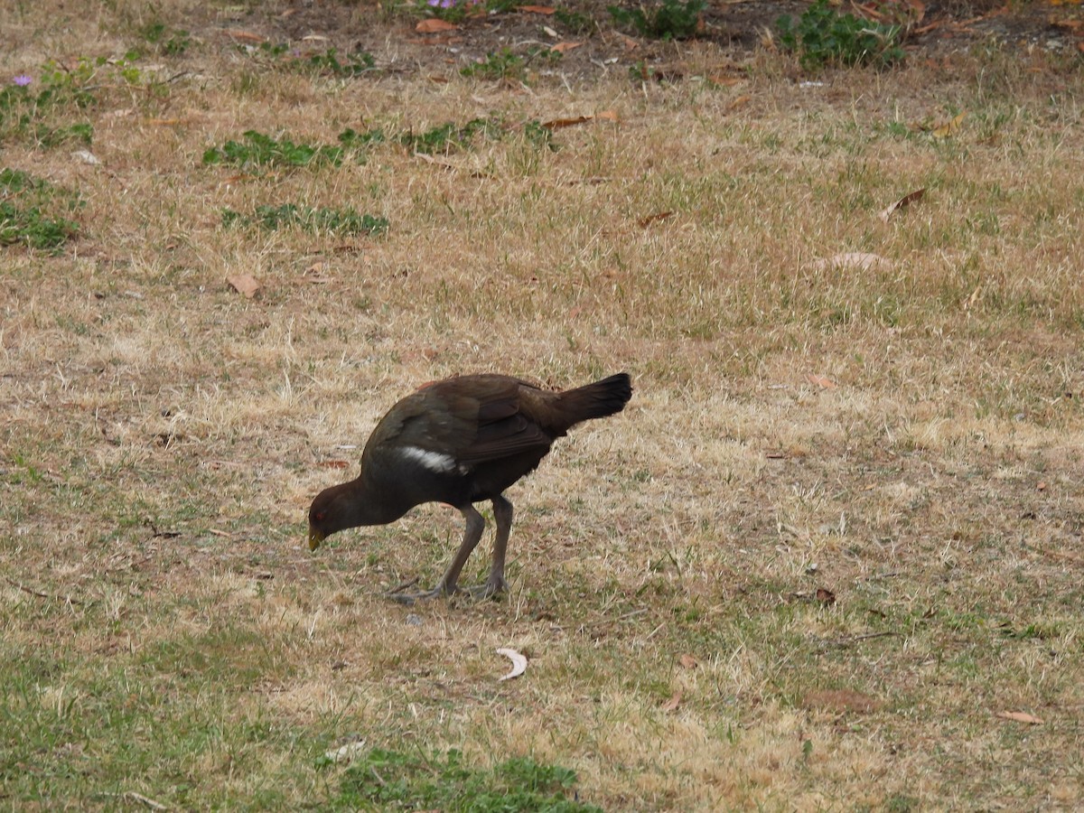 Tasmanian Nativehen - ML616679532