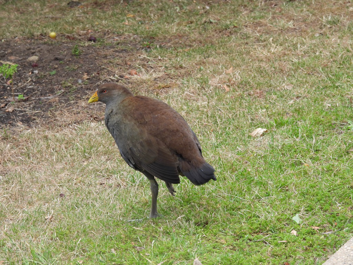 Tasmanian Nativehen - ML616679535