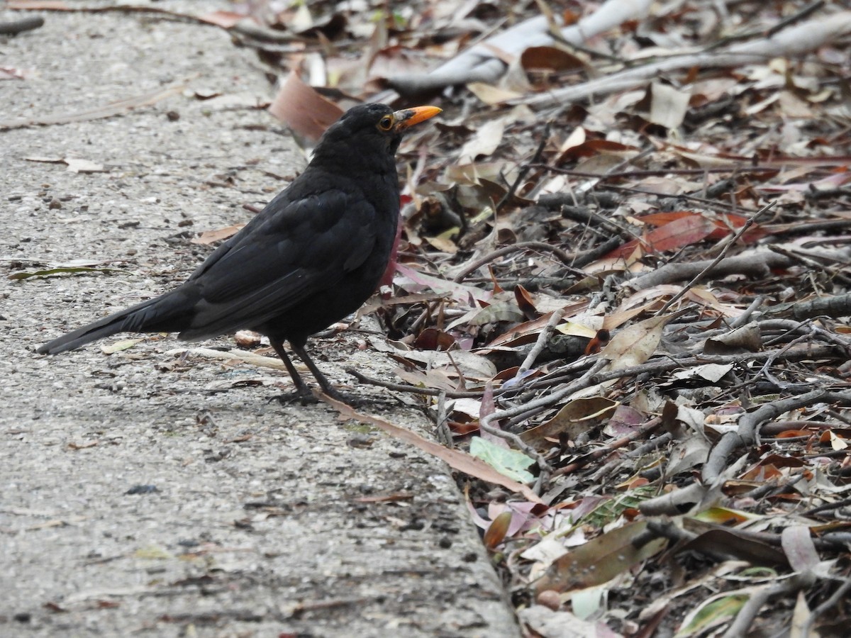 Eurasian Blackbird - ML616679547